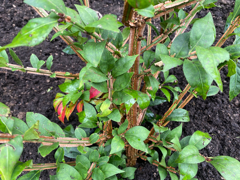 Geflügelter Kernbeißer - Euonymus alatus