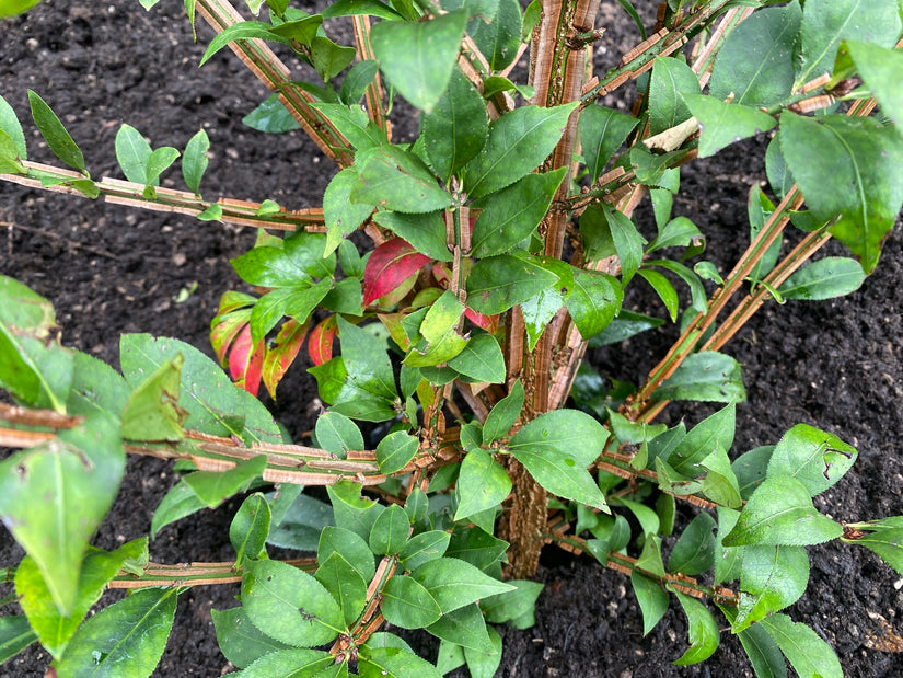 Geflügelter Kernbeißer - Euonymus alatus