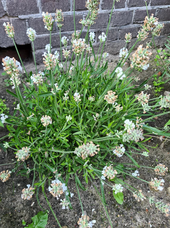 Bio Lavendel Weiß - Lavandula Arctic Snow