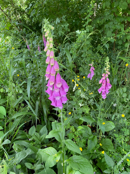 Gewöhnlicher Fingerhut - Digitalis purpurea