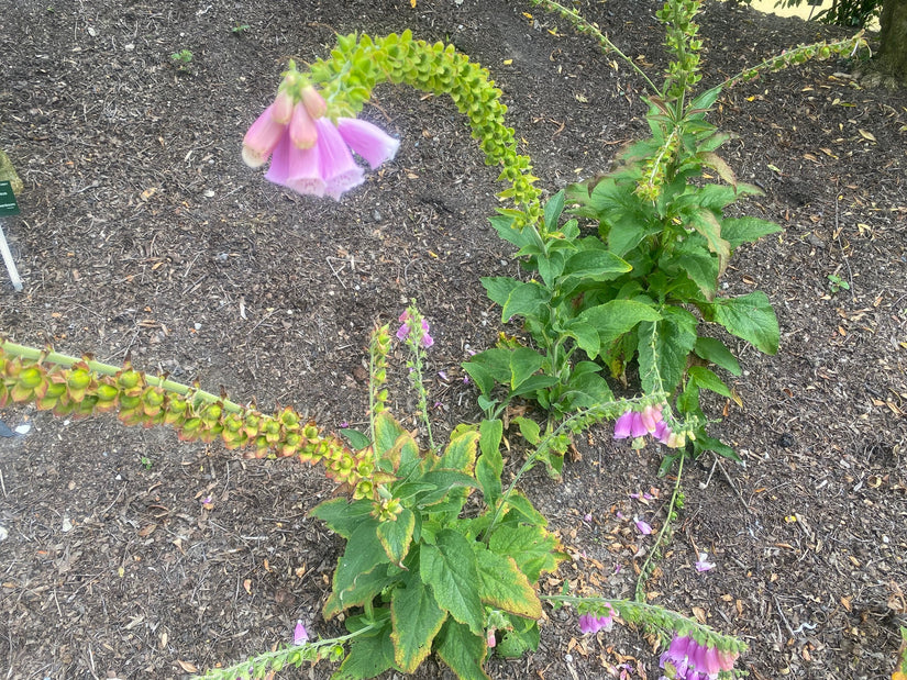 Gewöhnlicher Fingerhut - Digitalis purpurea