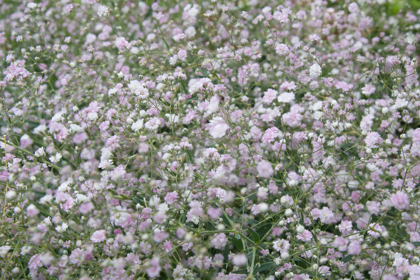 Beetpaket Ali - Sonniger Garten mit rosa/roten Tönen