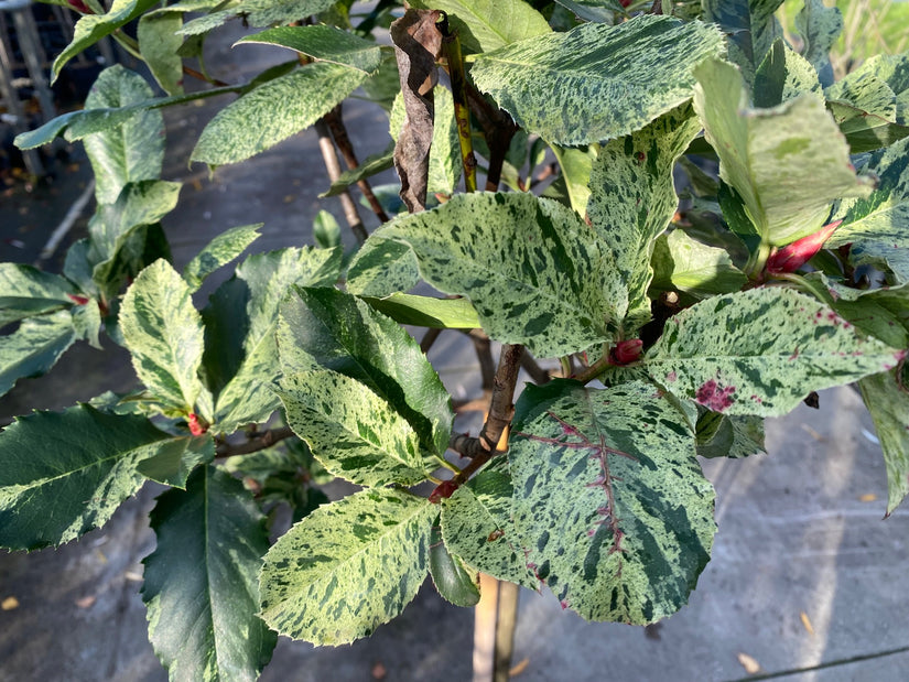 Glanzmispel am Stiel - Photinia serratifolia 'Pink Crispy'