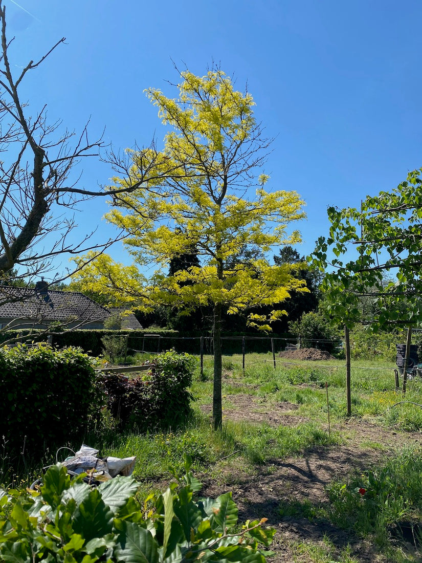 Gelbe Heuschrecke - Gleditsia triacanthos 'Sunburst'