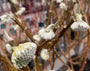 Papierstrauch - Edgeworthia chrysantha 'Grandiflora'