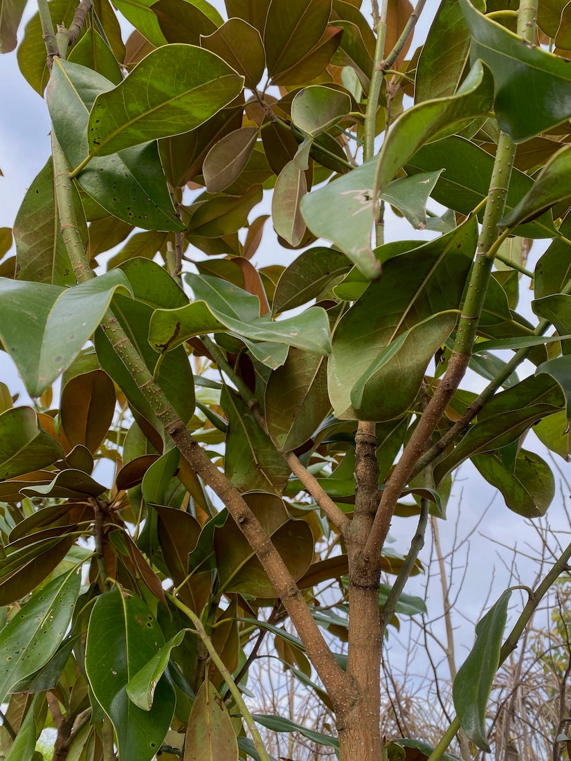 Immergrüner Biberbaum auf hohem Stamm - Magnolia grandiflora 'Goliath'