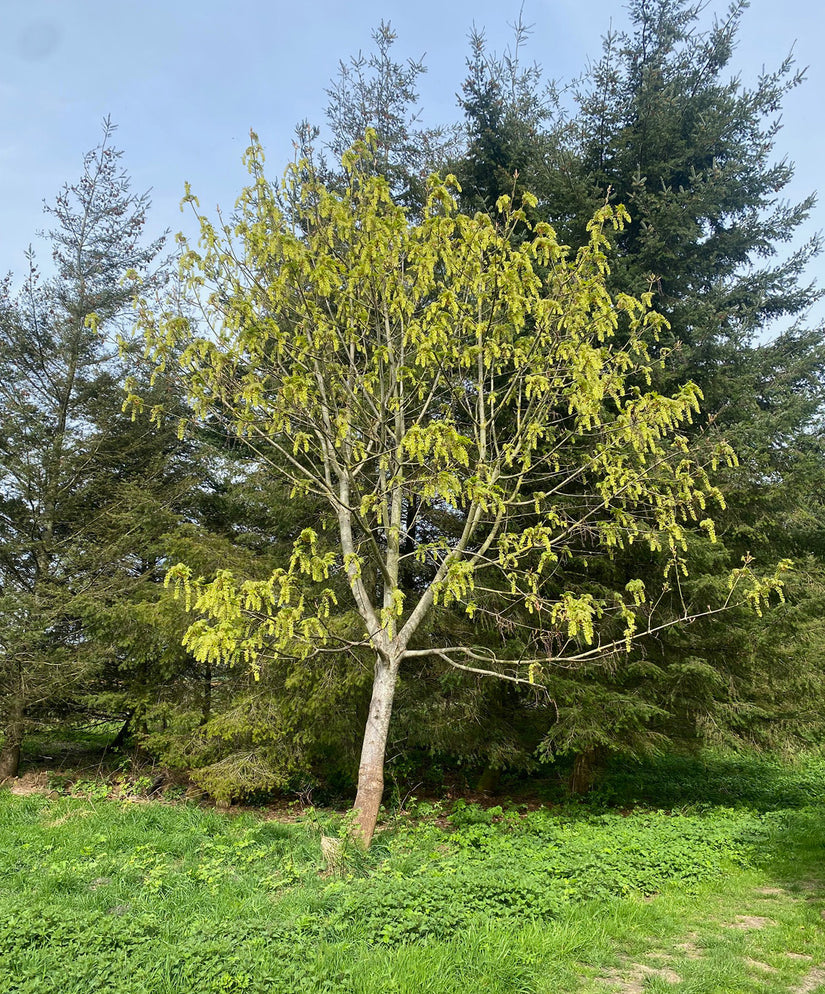 Großblättriger Ahorn - Acer Macrophyllum