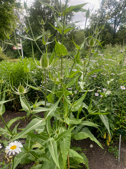 Große Karde - Dipsacus fullonum