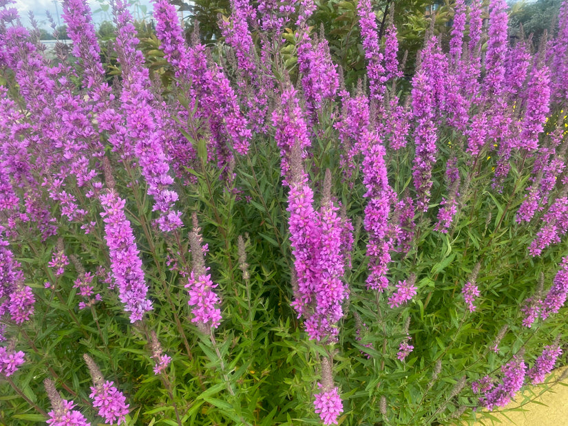 Blutweiderich - Lythrum salicaria