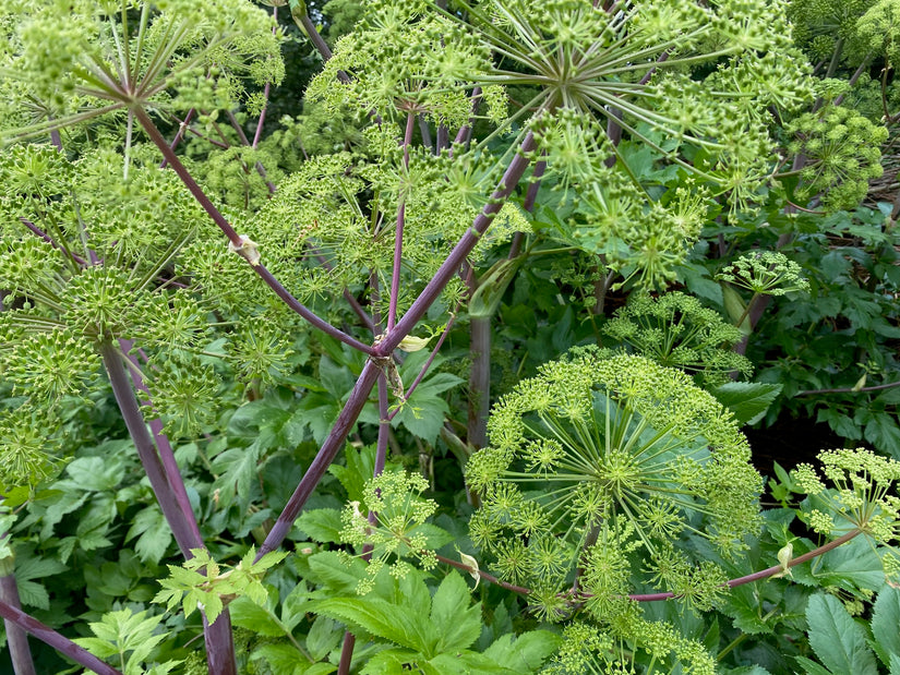 Angelica angelica - Angelica archangelica