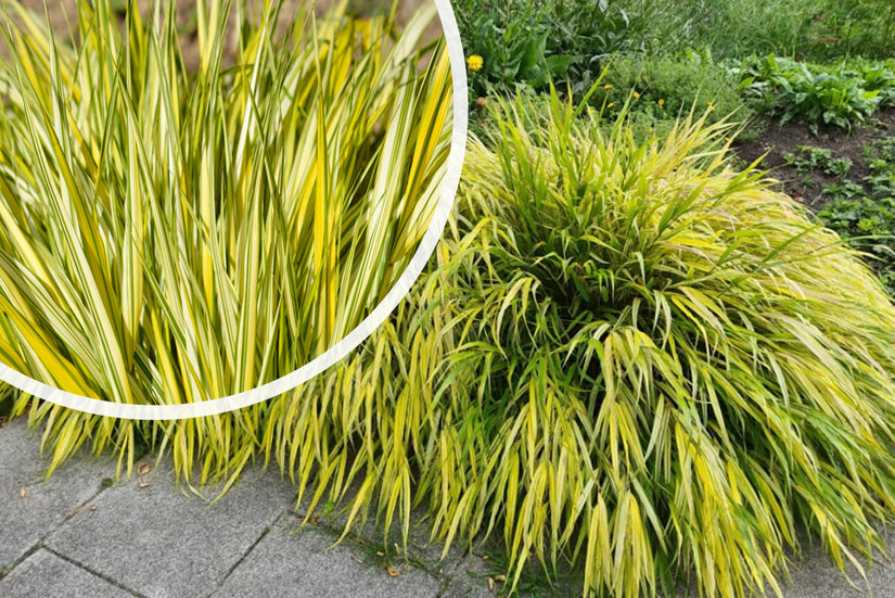 Japanisches Ziergras - Hakonechloa macra 'Aureola'