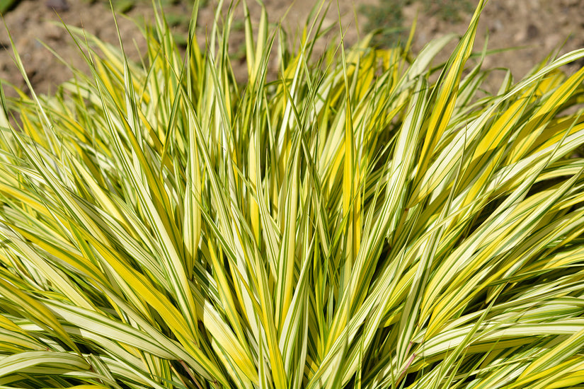 Japanisches Ziergras - Hakonechloa macra 'Aureola'