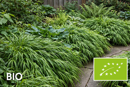 Bio Japanisches Ziergras - Hakonechloa macra