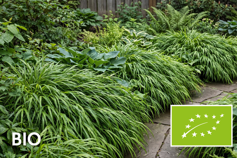 Bio Japanisches Ziergras - Hakonechloa macra
