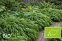 Bio Japanisches Ziergras - Hakonechloa macra