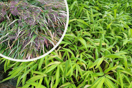 Japanisches Ziergras - Hakonechloa macra