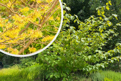 Gelbe Zaubernuss - Hamamelis x intermedia 'Arnold Promise'