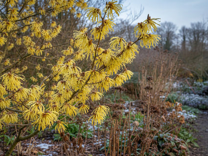Zaubernuss - Hamamelis x intermedia 'Pallida'