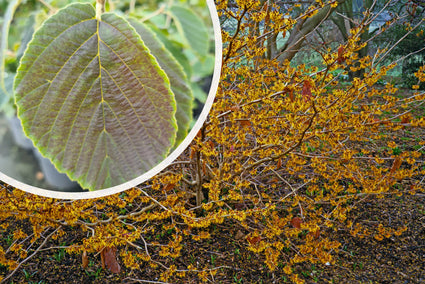 Weiche Hamamelis - Hamamelis mollis