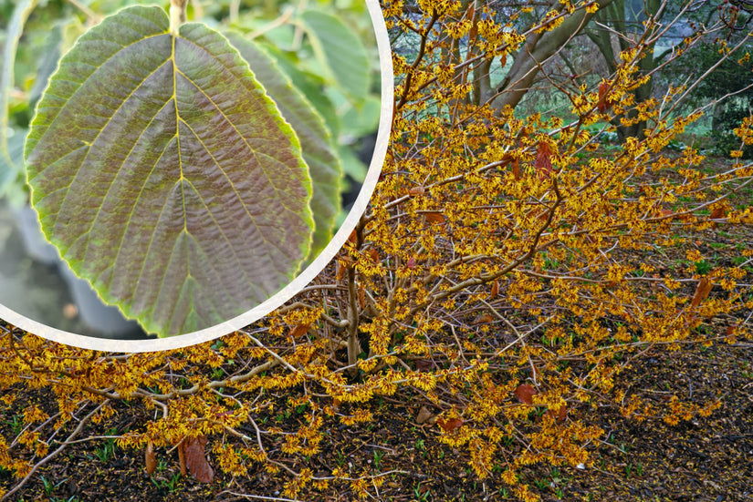 Weiche Hamamelis - Hamamelis mollis