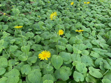 Herzblatt-Sonnenblume - Doronicum pardalianches 'Goldstrauss'