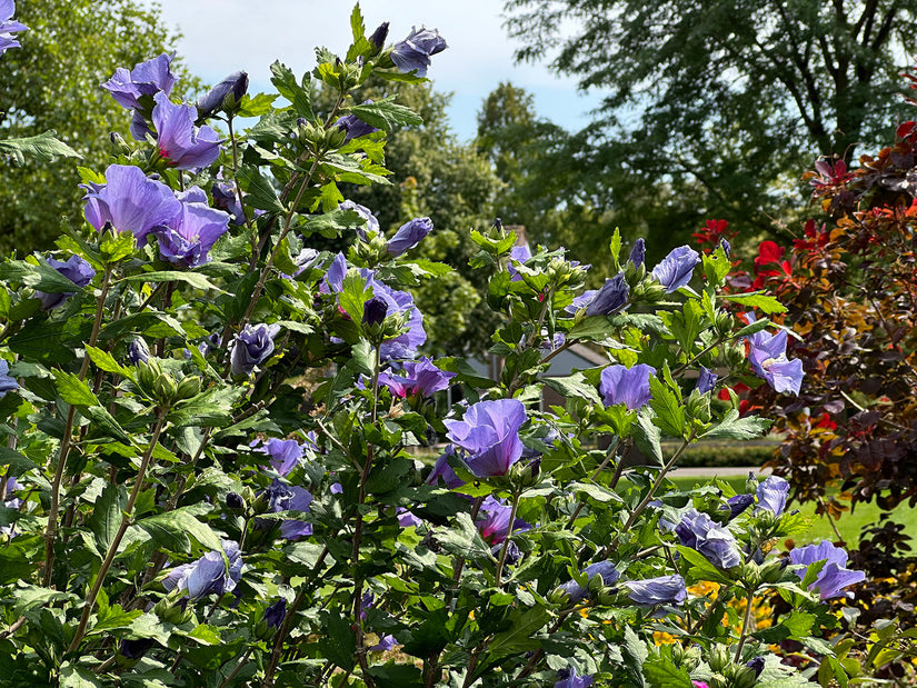 Eibischrose - Hibiscus syriacus 'Oiseau Bleu'