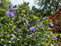 Eibischrose - Hibiscus syriacus 'Oiseau Bleu'