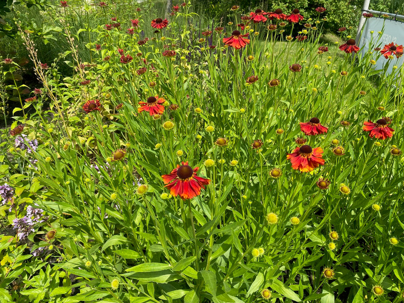 Sonnenblume – Helenium „Moerheim Beauty“ TIPP