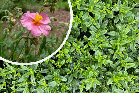 Zistrose - Helianthemum 'Lawrenson's Pink'
