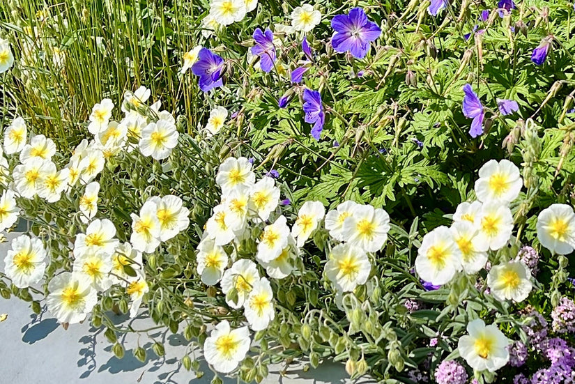 Sonnenrose (Weiß) - Helianthemum 'The Bride'