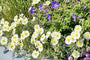 Sonnenrose (Weiß) - Helianthemum 'The Bride'