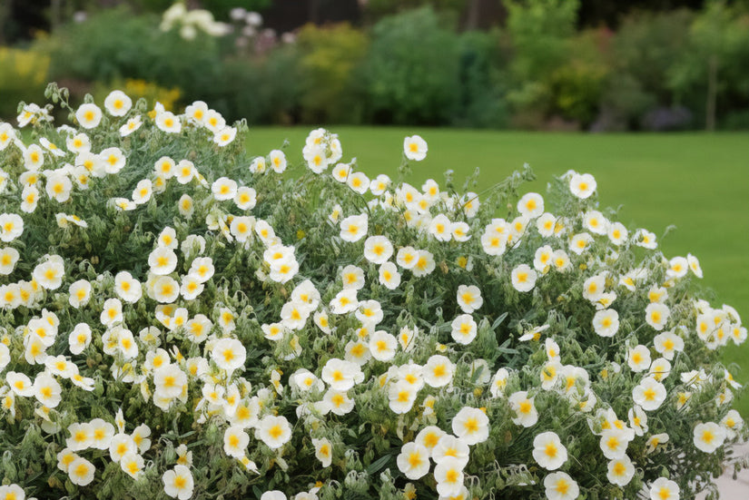 Sonnenrose (Weiß) - Helianthemum 'The Bride'