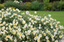 Sonnenrose (Weiß) - Helianthemum 'The Bride'