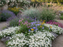Sonnenrose (Weiß) - Helianthemum 'The Bride'