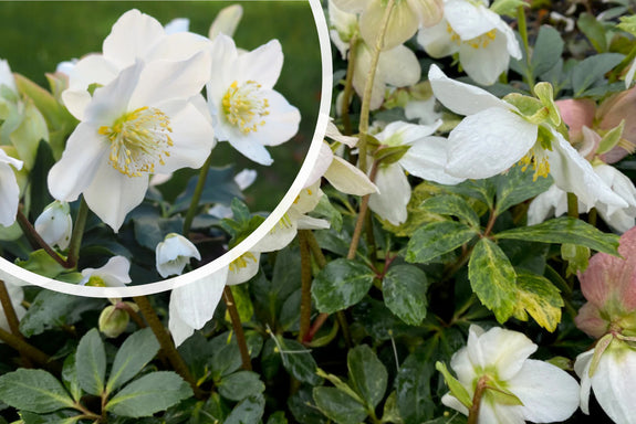 Christrose / Helleborus (weiß) - Helleborus niger