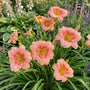 Taglilie (Rot/Gelb) - Hemerocallis 'Crimson Pirate' TIPP