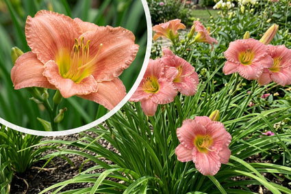 Taglilie (Rot/Gelb) - Hemerocallis 'Crimson Pirate' TIPP