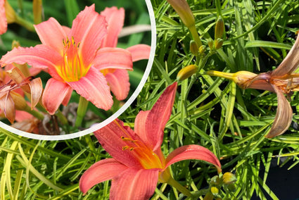 Taglilie (Rosa) - Hemerocallis 'Pink Damask'