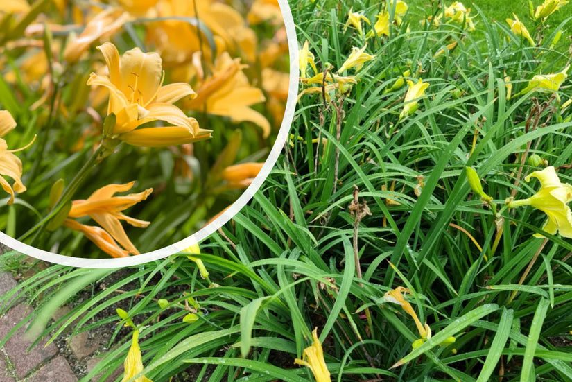 Taglilie (Gelb) - Hemerocallis 'Stella de Oro'