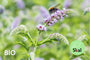 Bio-Minze – Mentha longifolia