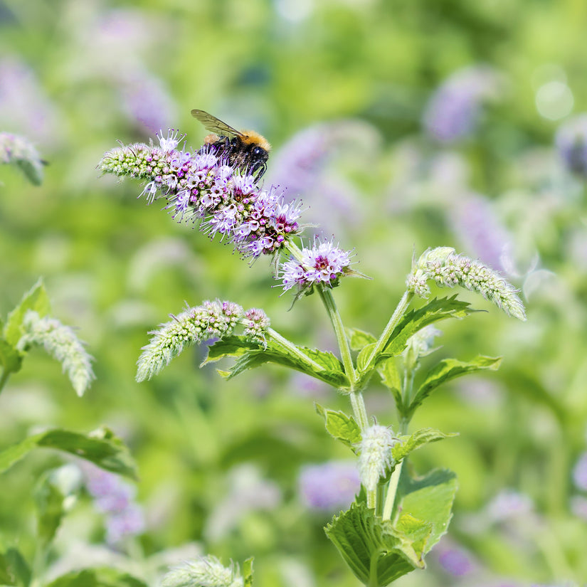 Bio-Minze – Mentha longifolia