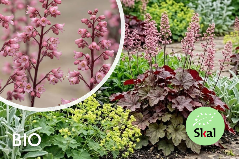 Purplebell - Heuchera 'Rachel'
