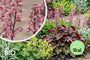 Purplebell - Heuchera 'Rachel'