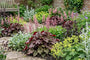 Purplebell - Heuchera 'Rachel'