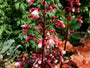 Purplebell - Heuchera „Feuerwehrchef“