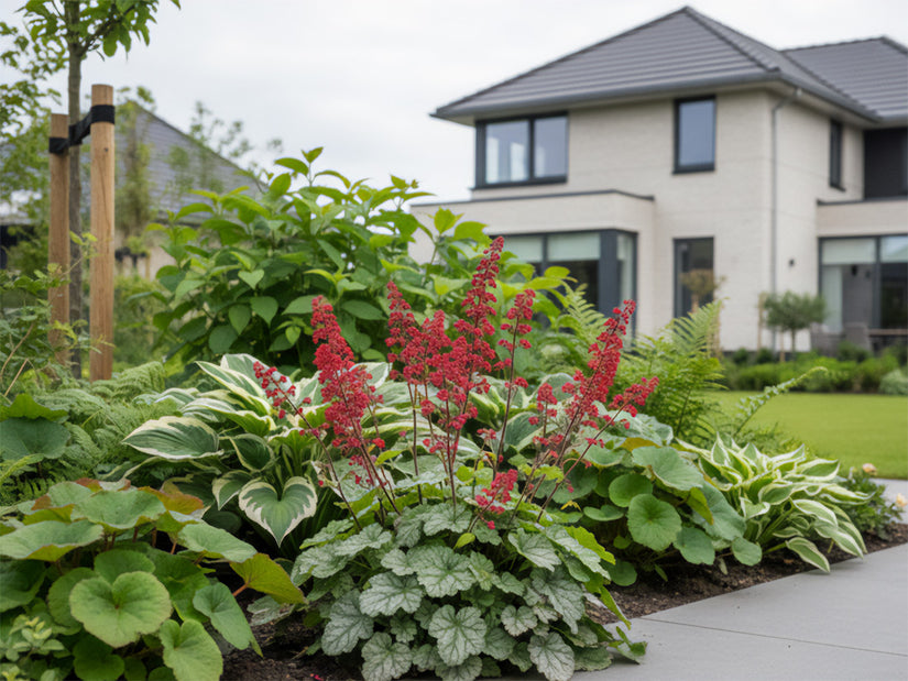Purplebell - Heuchera 'Leuchtkäfer'