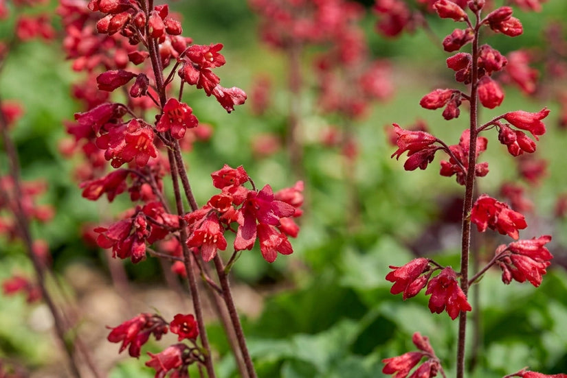 Purplebell - Heuchera sanguinea 'Leuchtkäfer'