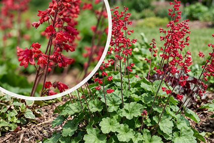 Purplebell - Heuchera sanguinea 'Leuchtkäfer'