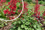 Purplebell - Heuchera sanguinea 'Leuchtkäfer'