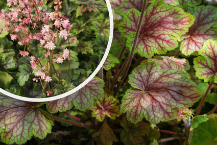 Purplebell - Heucherella 'Tapestry' TIPP